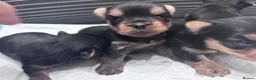 Yorkshire Terrier dogs for sale: Yorkshire Terrier Puppies  - Advert 3