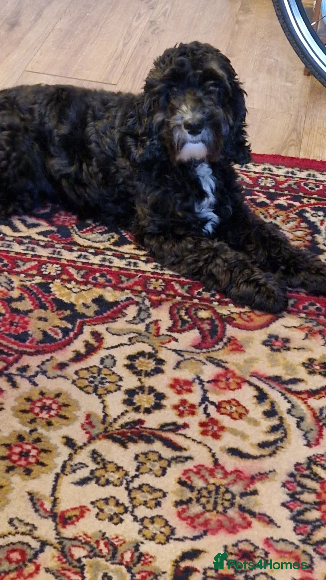 Cockapoo dogs for stud: PROVEN F1 Cockapoo for STUD in Canterbury - Advert 2