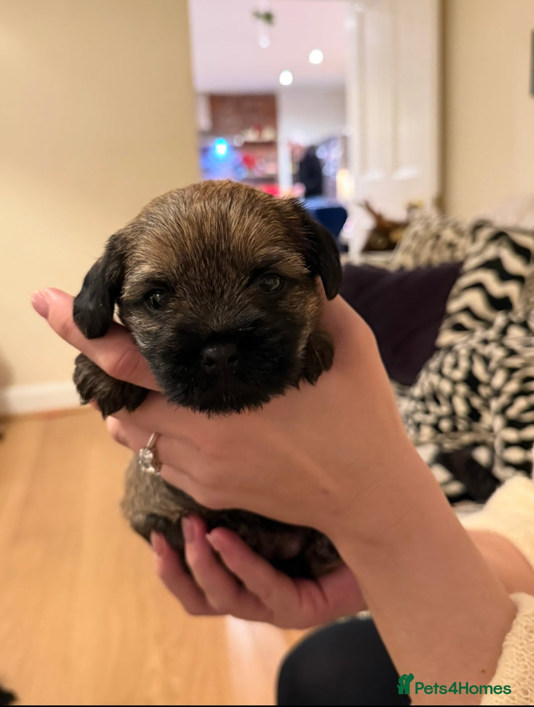 Border Terrier dogs for sale: Beautiful boarder terrier  - Advert 8