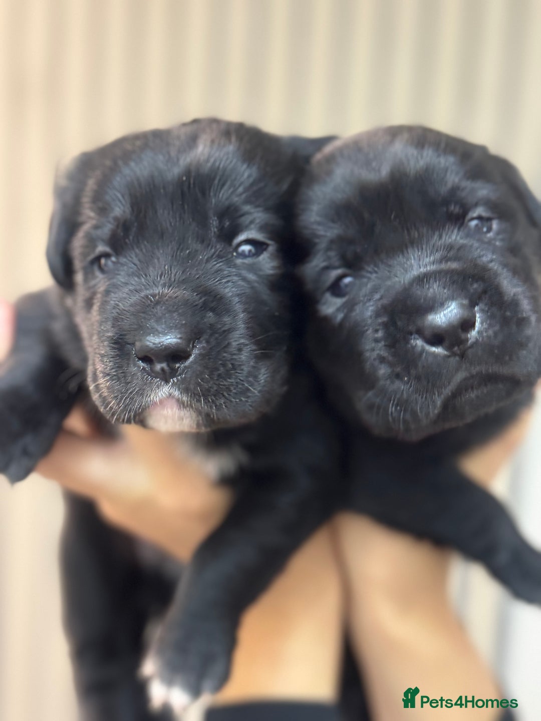 Mixed Breed dogs for sale: Shar Pei cross breed X Labrador Puppies  - Advert 39