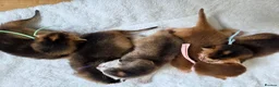 Abyssinian cats for sale: 🏆 TICA Registered Abyssinian Kittens in Chatham - Advert 10