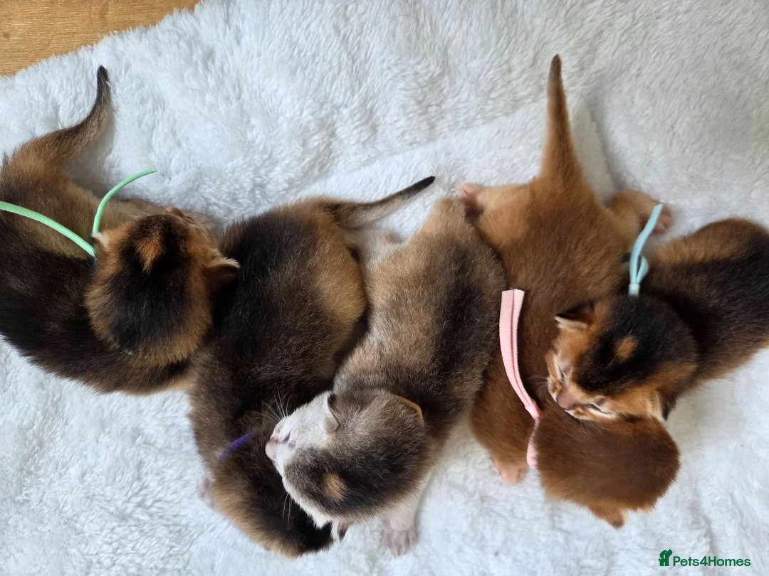 Abyssinian cats for sale: 🏆 TICA Registered Abyssinian Kittens in Chatham - Advert 10