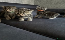 Scottish Fold cats for sale: Scottish fold/straight - Image 7