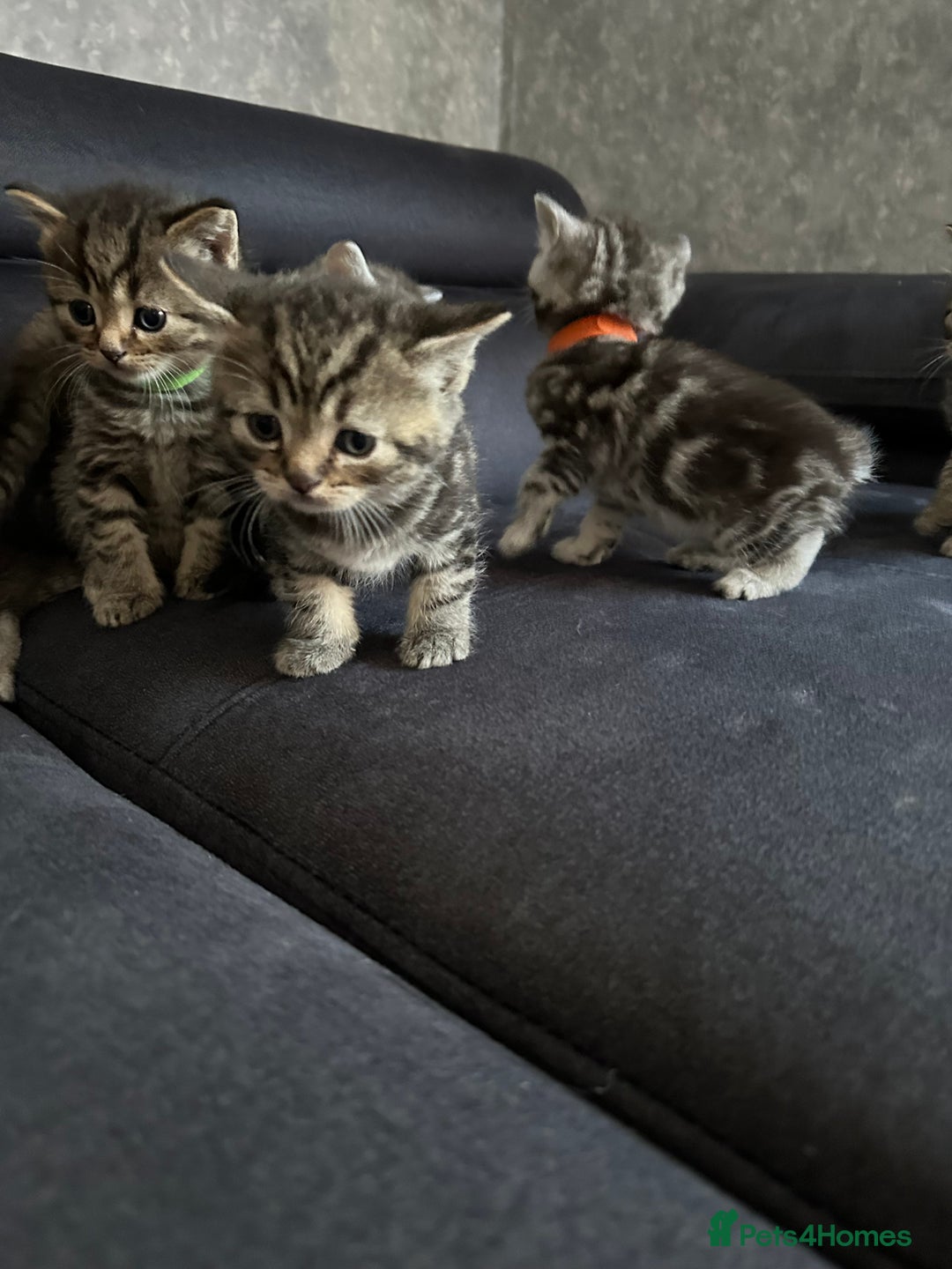 Scottish Fold cats for sale: Scottish fold/straight - Image 7