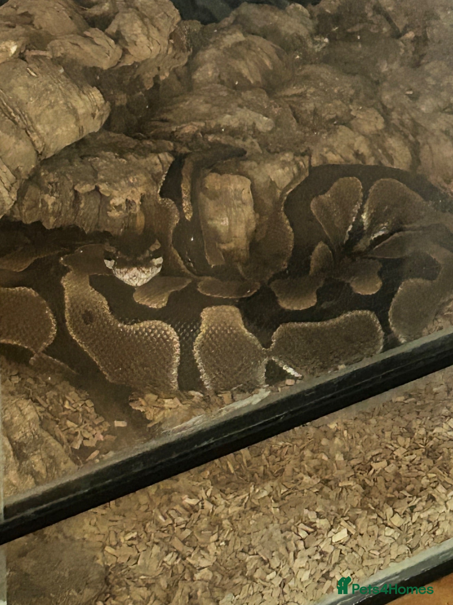 Python Snake reptiles Ball python  - Advert 1