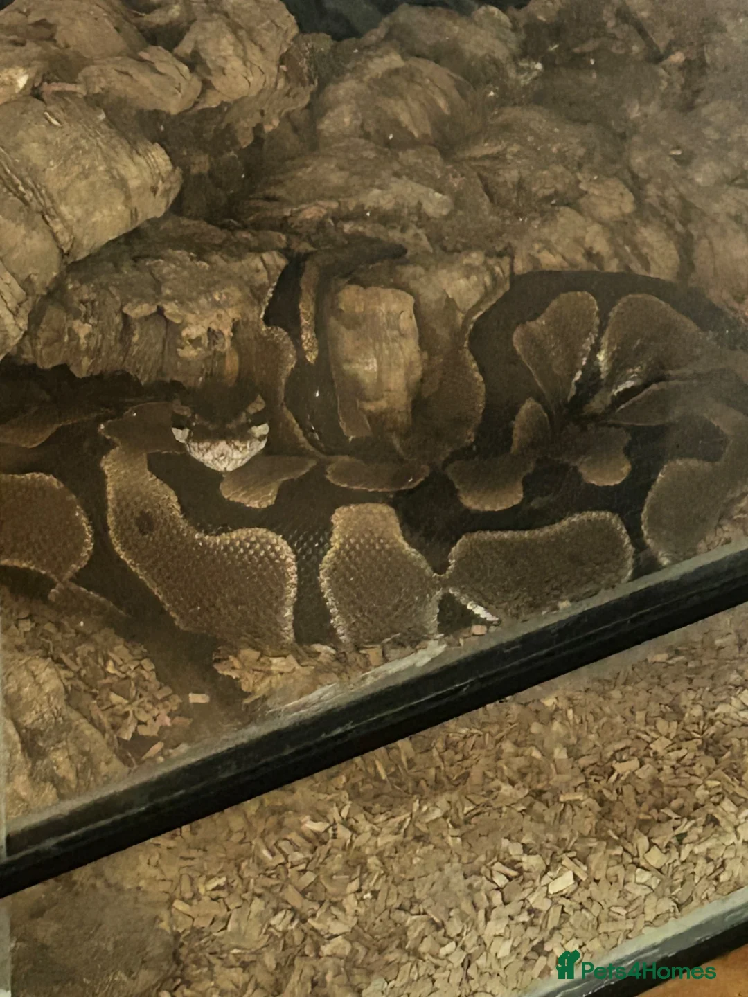 Python Snake reptiles for sale: Ball python  in Havant - Advert 1