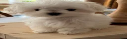 Maltese dogs for sale: MINIATURE MALTESE - Advert 4