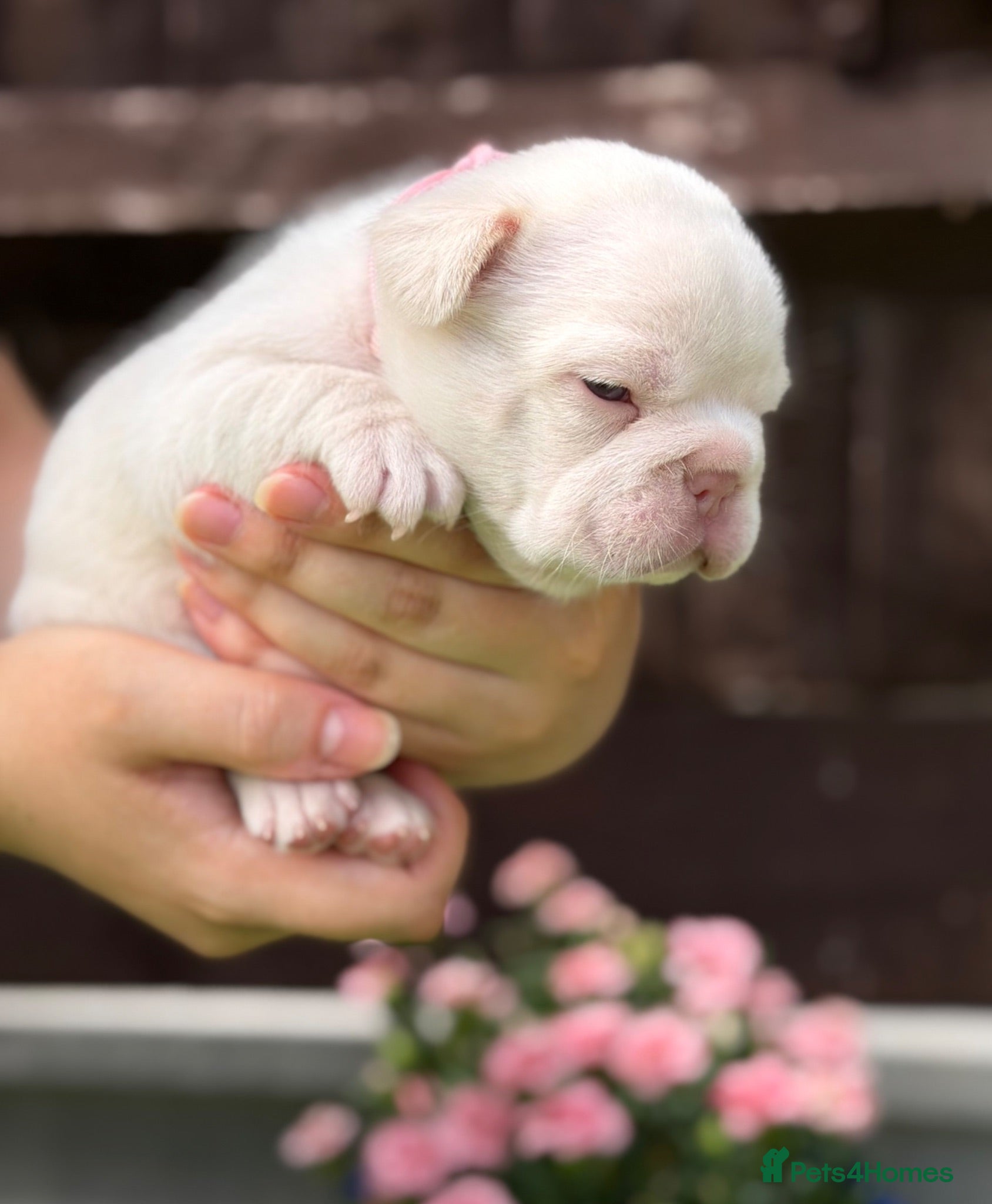French Bulldog dogs KC French bulldog puppies highly healthed parents - Advert 1