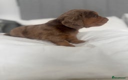Miniature Dachshund dogs for sale: 3 Beautiful miniature longhair dachshund puppies - Image 26