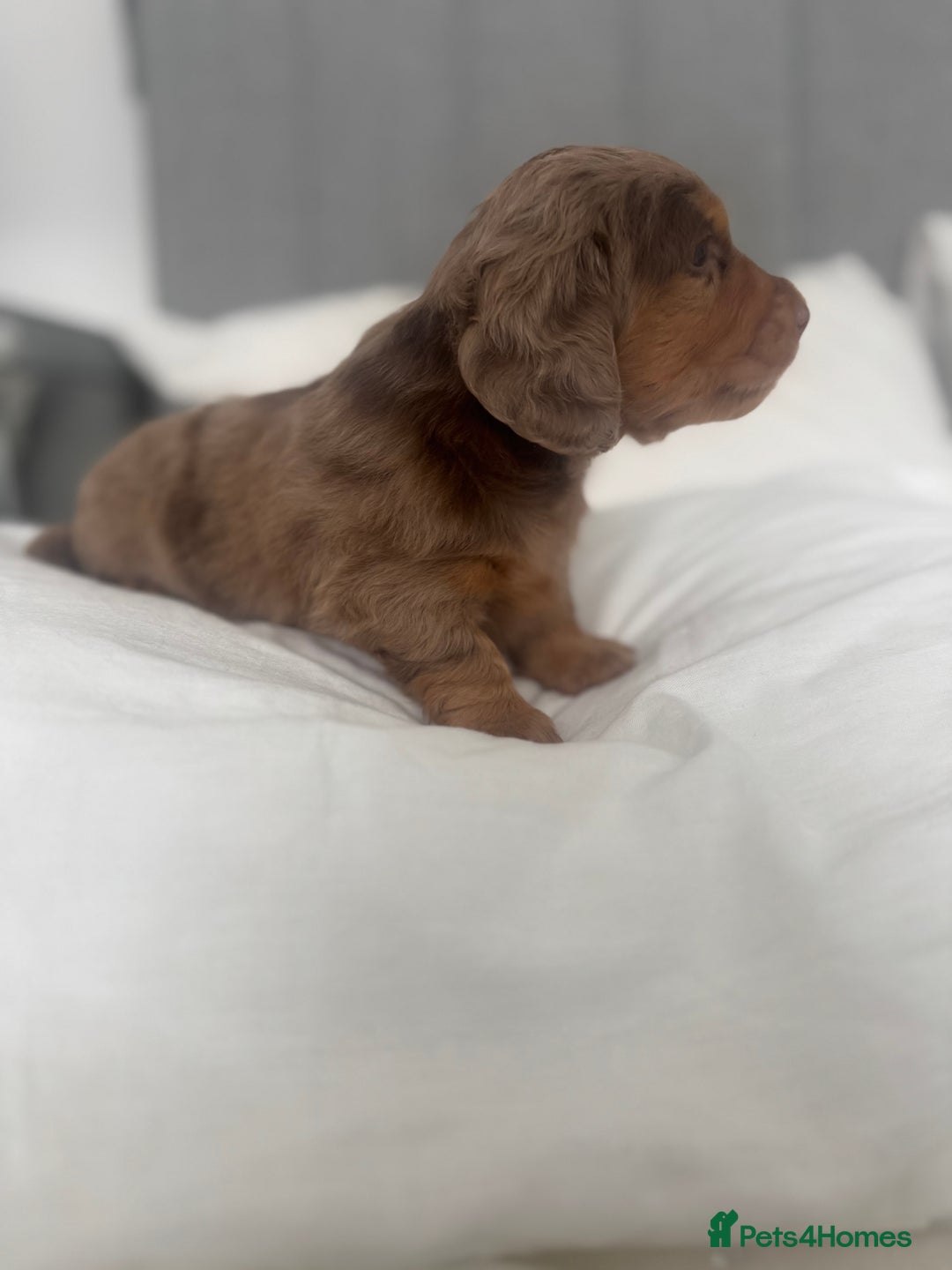 Miniature Dachshund dogs for sale: 3 Beautiful miniature longhair dachshund puppies - Image 26