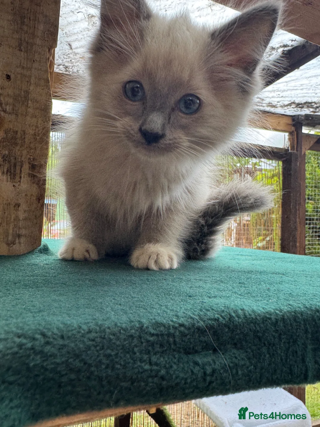 Ragdoll cats for sale: Blue point kittens - Advert 7