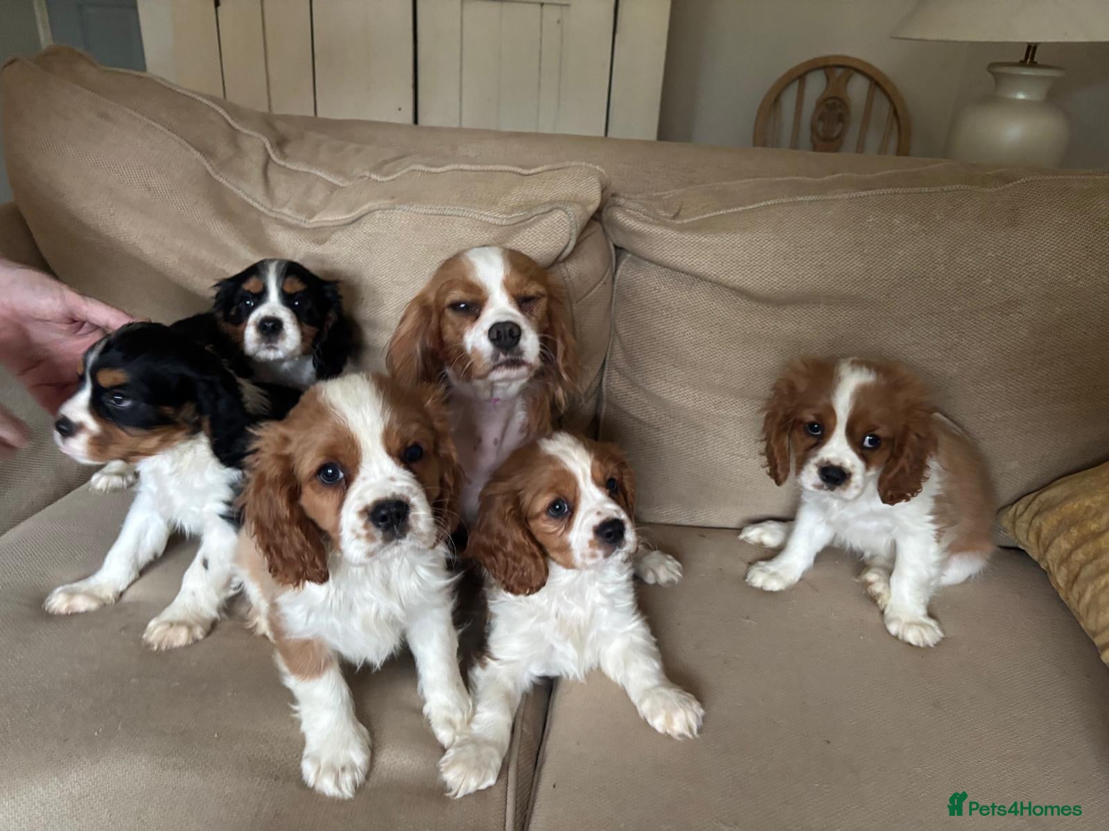 Cavalier King Charles Spaniel dogs Absolutely adorable puppies ❤️ - Advert 1