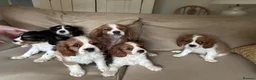 Cavalier King Charles Spaniel dogs for sale: Absolutely adorable puppies ❤️ - Advert 1