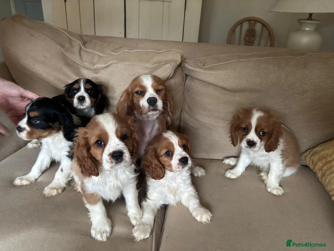 Cavalier King Charles Spaniel dogs for sale: Absolutely adorable puppies ❤️ - Advert 1