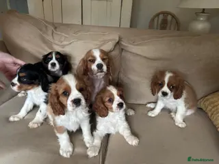 Cavalier King Charles Spaniel dogs Absolutely adorable puppies ❤️ - Advert 1