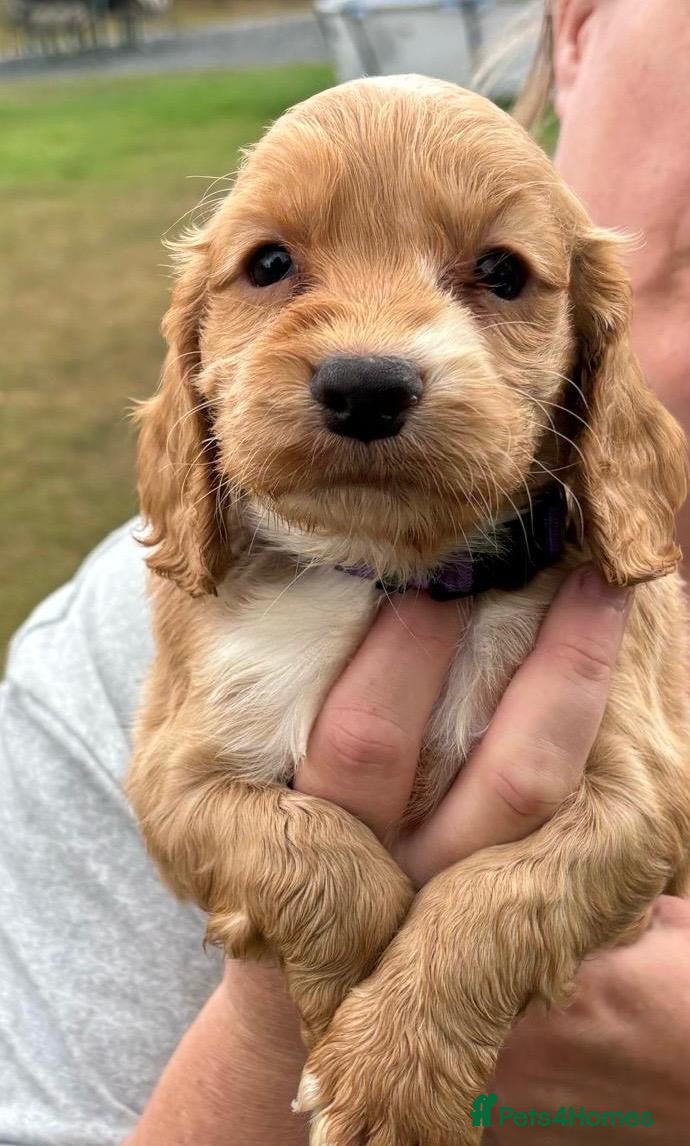 Cocker Spaniel dogs Six beautiful cocker spaniel puppies  - Advert 2