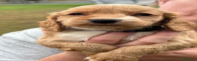 Cocker Spaniel 1