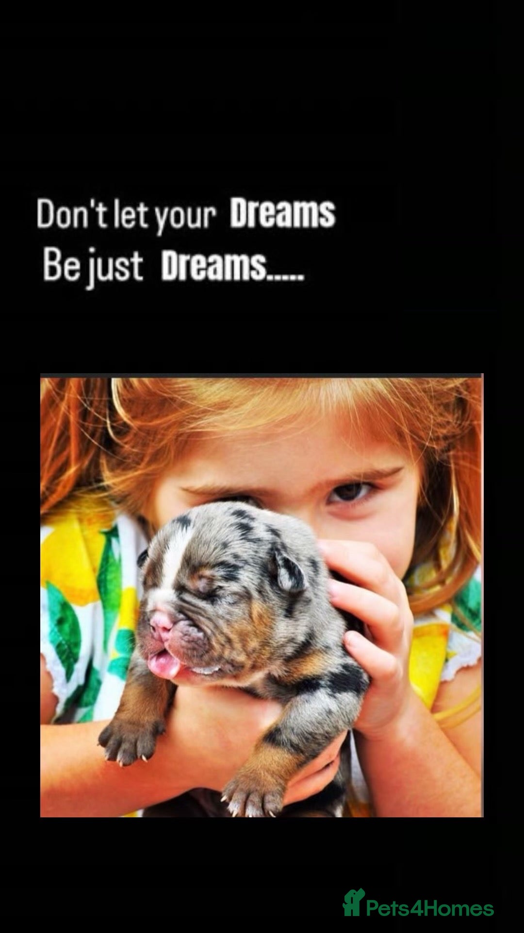 Olde English Bulldogge dogs 23 years experienced 5 star rated licensed and reg - Advert 6