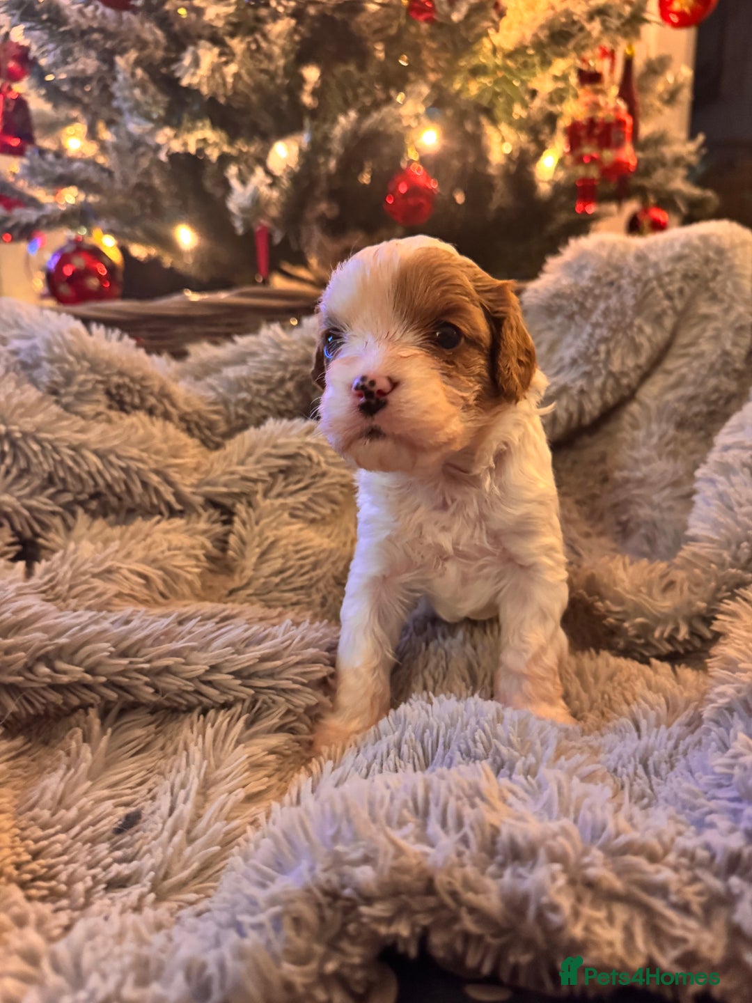 Cavapoo dogs for sale: Stunning F1 Toy Cavapoo puppies  - Advert 24