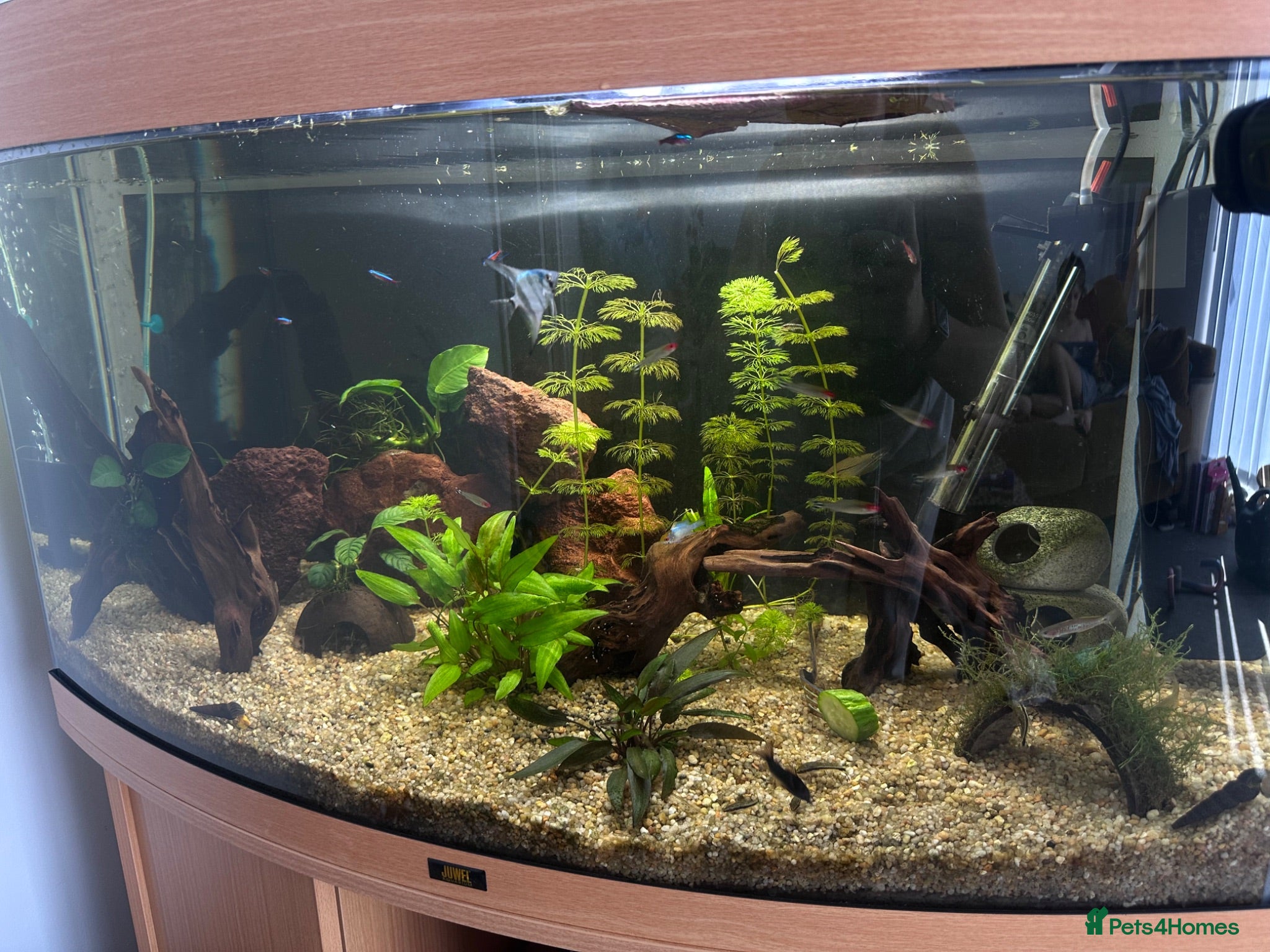 Angelfish fish Aquarium and fish for sale  - Advert 4