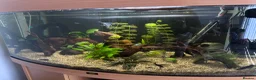 Angelfish fish for sale: Aquarium and fish for sale  in Hayling Island - Advert 1