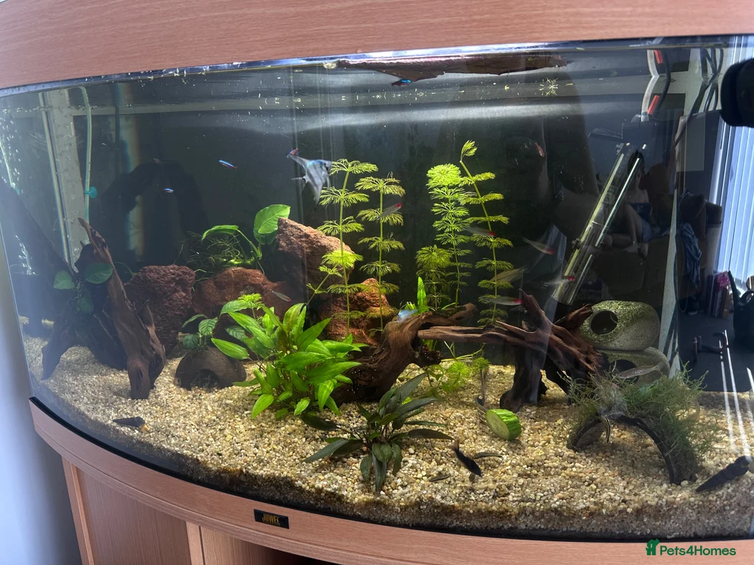 Angelfish fish for sale: Aquarium and fish for sale  in Hayling Island - Advert 1