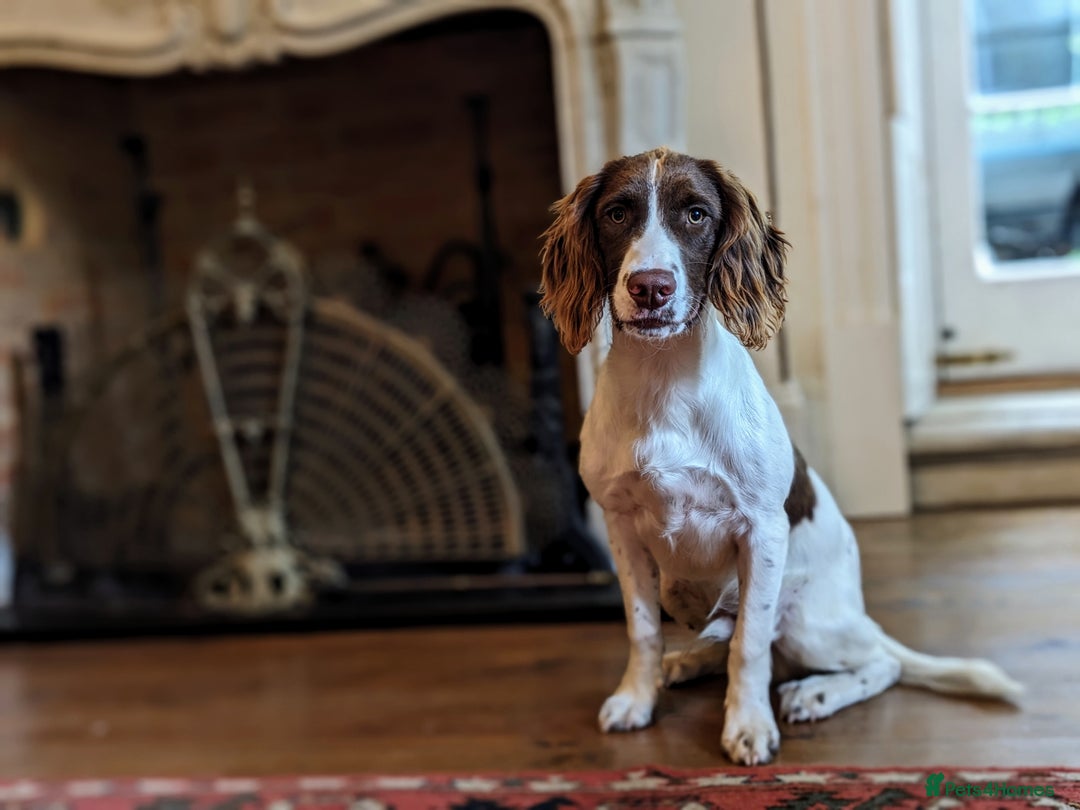 English Springer Spaniel dogs for sale: Obedient and Kind Natured Springer Spaniel - Image 5