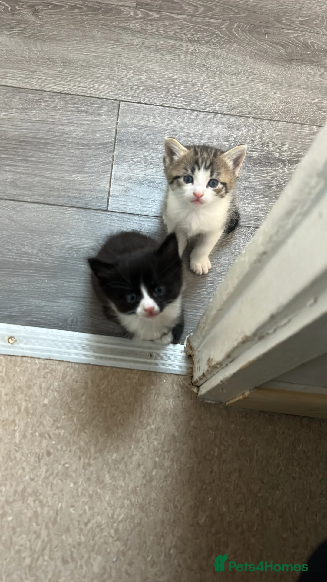 Perdoll cats for sale: Beautiful perdoll babies ❤️ - Advert 12
