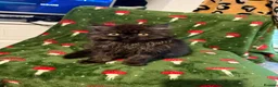 Persian cats for sale: Persian kittens - Advert 12