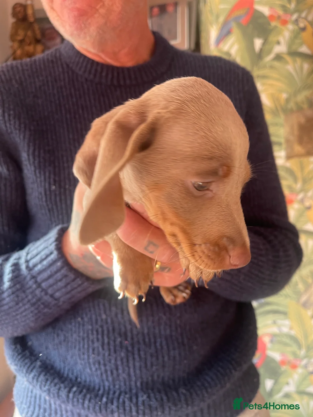 Miniature Dachshund dogs for sale: ❤️Minature Dachshunds for Sale ❤️ - Advert 3