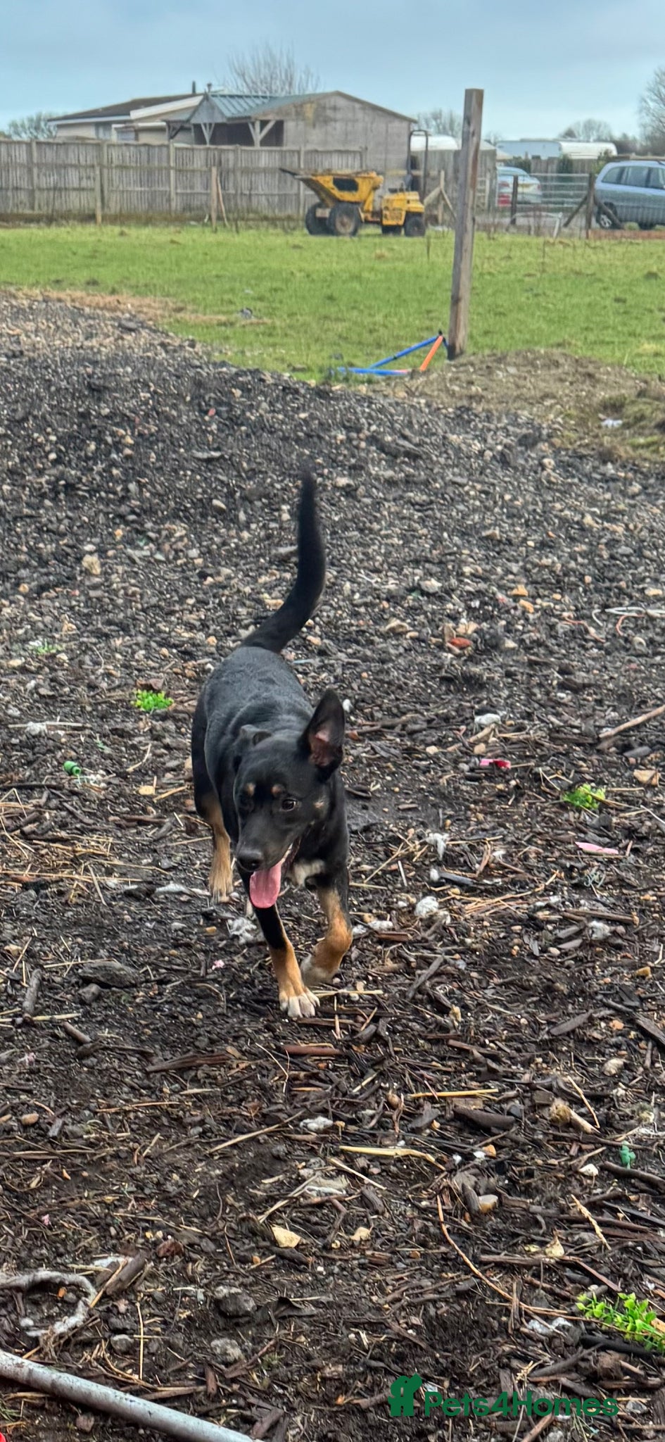 Mixed Breed dogs Stunning boy  - Advert 1