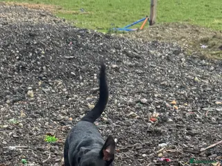 Mixed Breed dogs Stunning boy - Advert 5