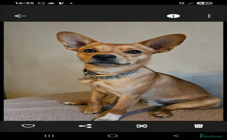 Mixed Breed dogs - Advert 10