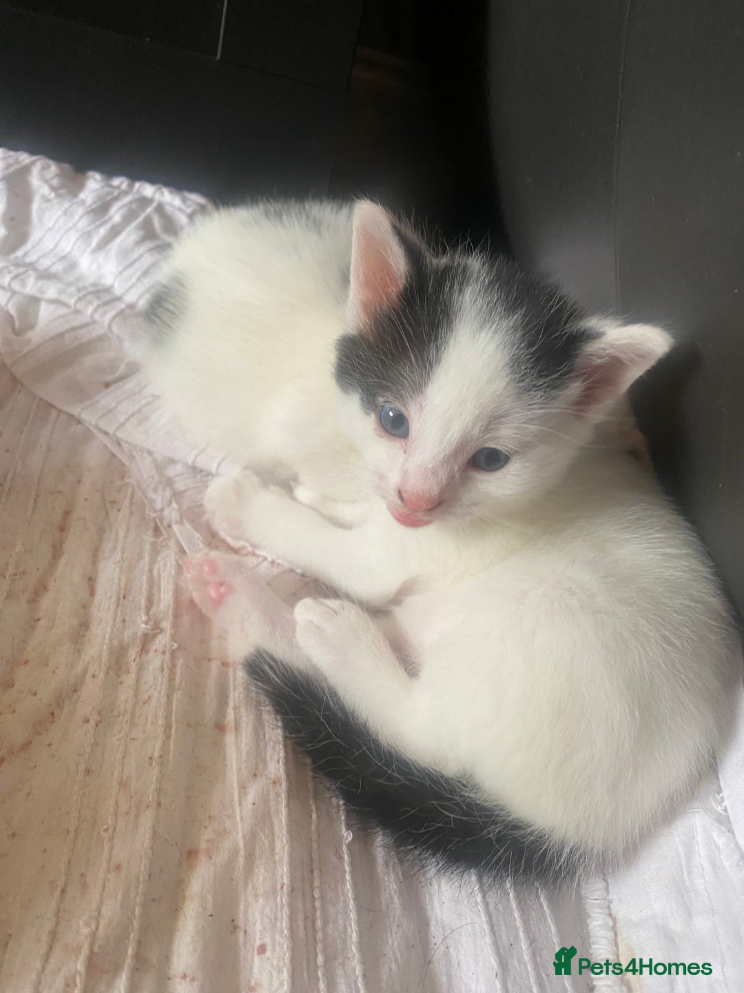Domestic Shorthair cats for sale: Lola - 8 Weeks Old – Ready Now - Image 12