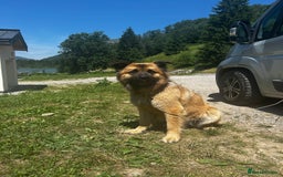Mixed Breed dogs for sale: 2 year old German shepherd x chow - Image 2