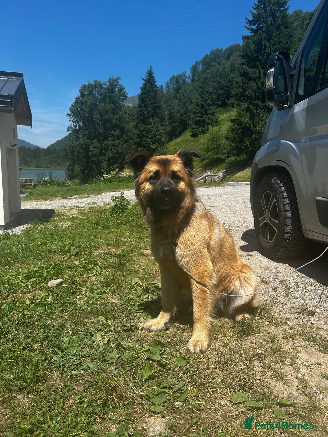 Mixed Breed dogs for sale: 2 year old German shepherd x chow - Image 2