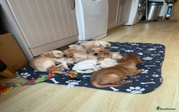 Labrador Retriever dogs for sale: Stunning Labrador pedigree puppies  - Advert 17