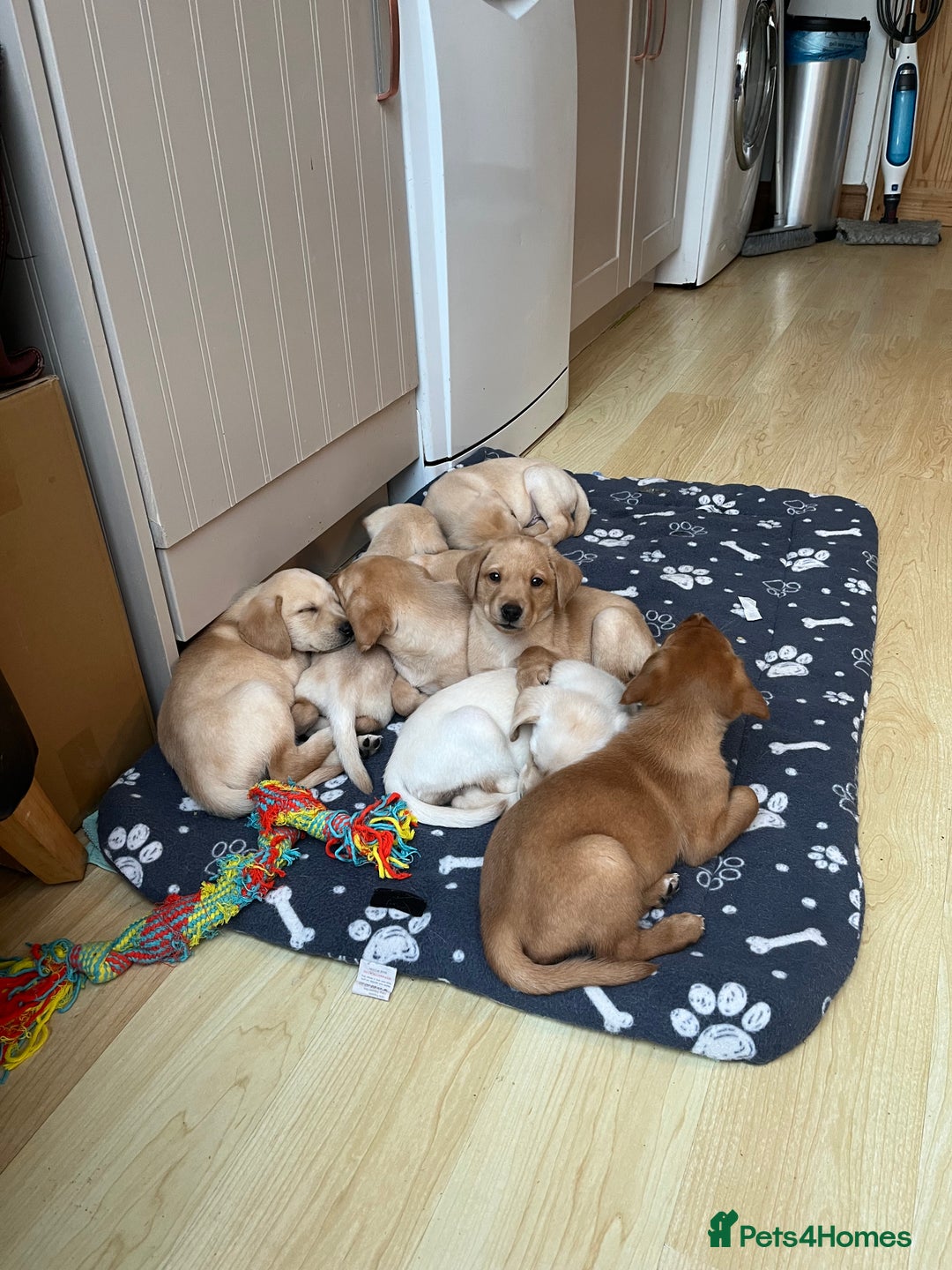 Labrador Retriever dogs for sale: Stunning Labrador pedigree puppies  - Advert 17