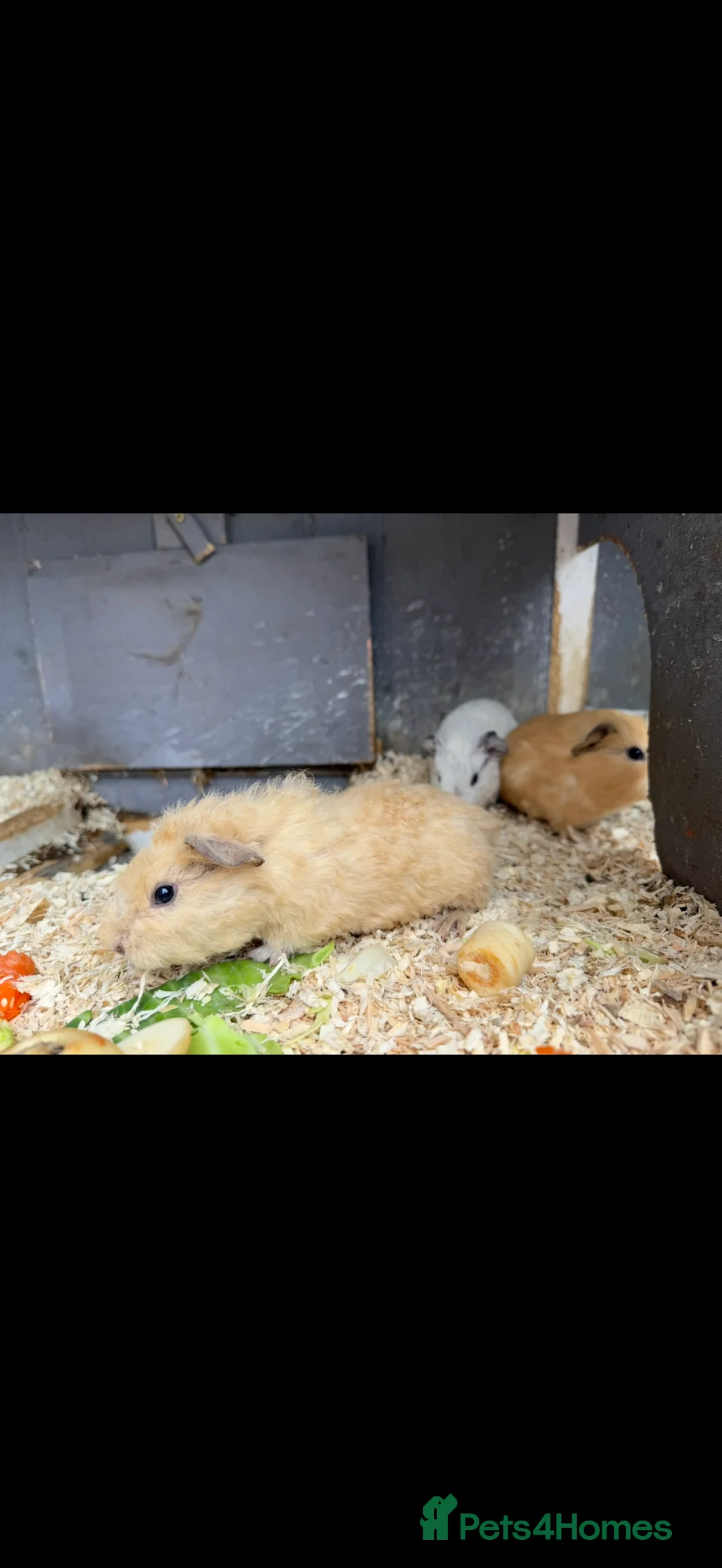 Guinea Pig rodents for sale: Baby Guinea Pigs Ready now - Advert 2