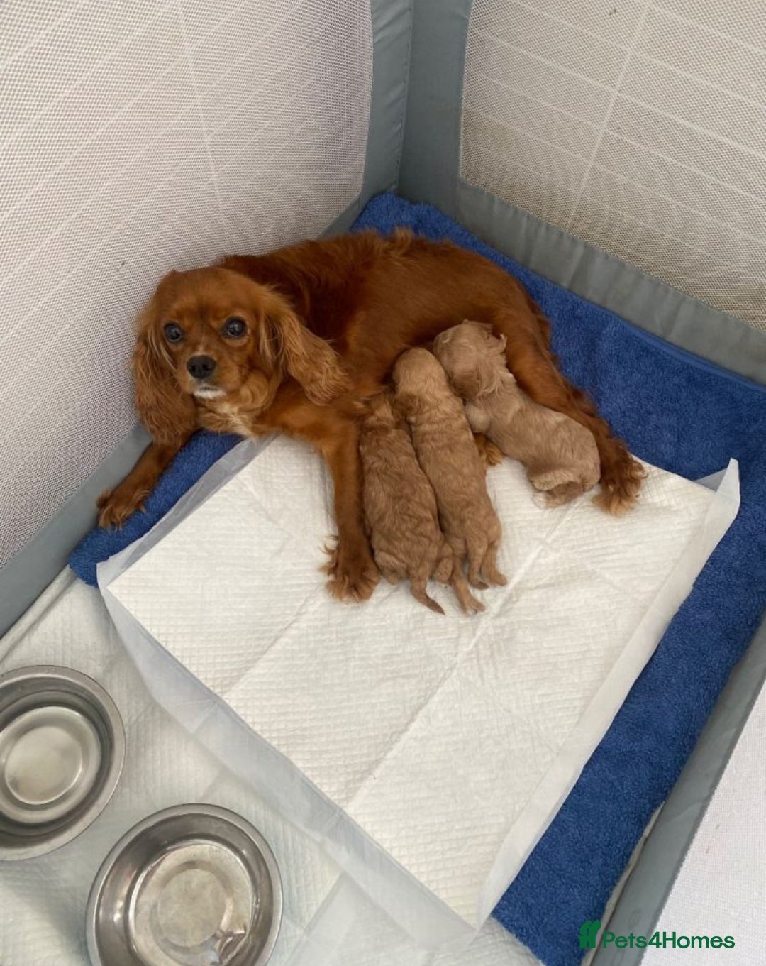 Cavapoo dogs Stunning cavapoo puppies for sale. - Advert 1