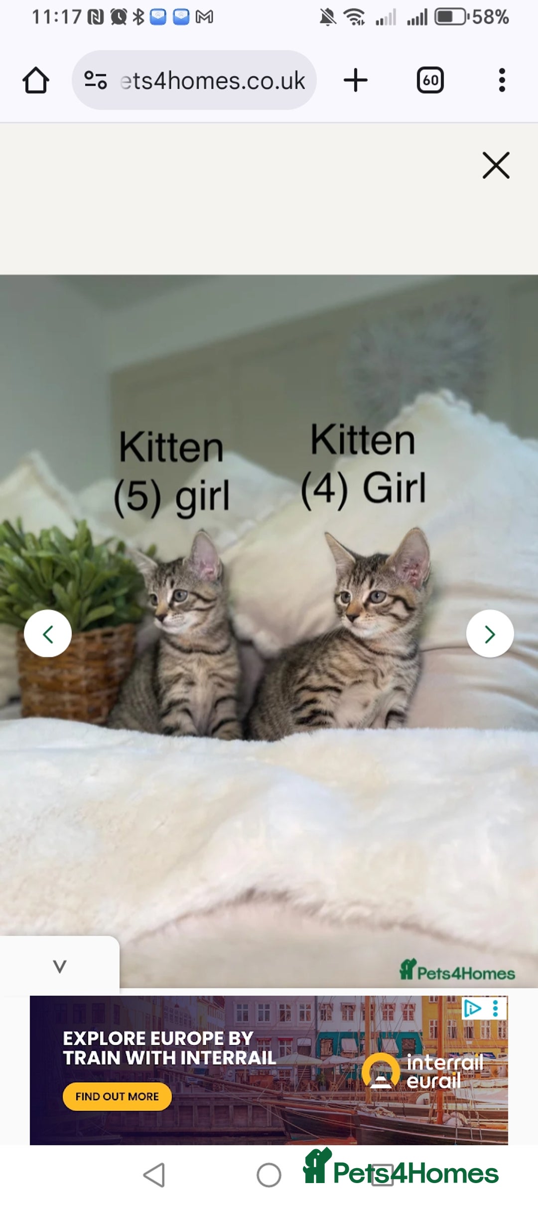 Mixed Breed cats for sale: 8 weeks old Kitten looking for a new home.  - Image 3