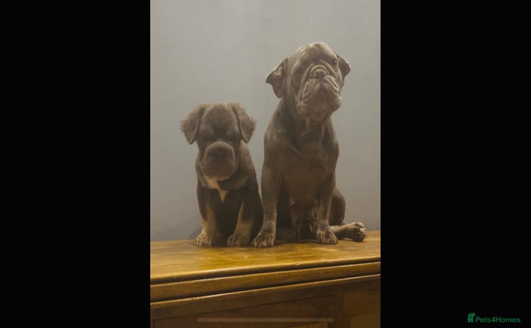French Bulldog dogs - Advert 2