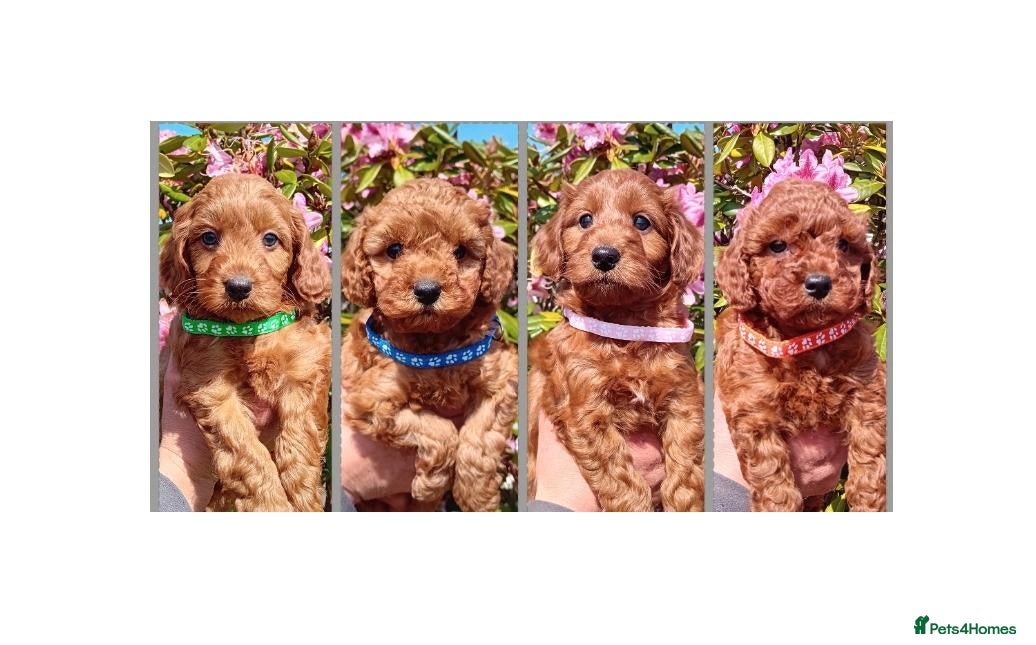 Cockapoo dogs Ready Now. Gorgeous Red F1b Cockapoos - Advert 1