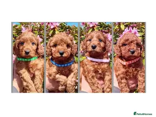 Cockapoo dogs Ready Now. Gorgeous Red F1b Cockapoos - Advert 1