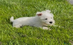 West Highland Terrier dogs for sale: West Highland Terriers show bloodlines - Image 11