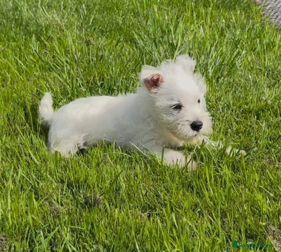 West Highland Terrier dogs for sale: West Highland Terriers show bloodlines - Image 11