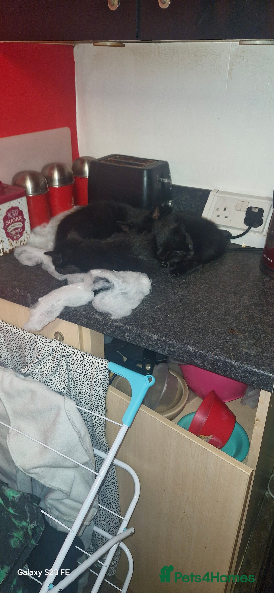 Mixed Breed cats for sale: Black kittens  - Image 3