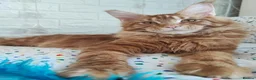 Maine Coon cats for stud: XXL Real Lion VITO 🦁 Massive Maine Coon in Hertford - Advert 4
