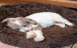 Cockapoo dogs for sale: Beautiful F1b cockapoo puppies - Advert 17