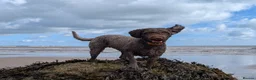 Spanish Water Dog dogs for sale: Beautiful Spanish Water Dog Puppies - Advert 12